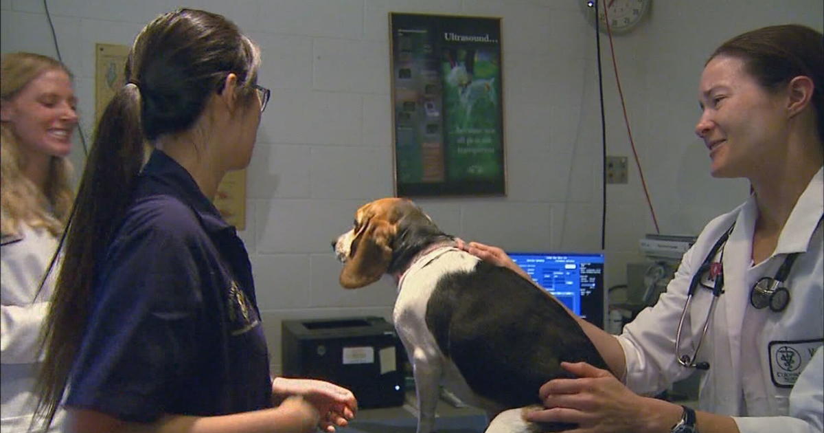 Renowned CSU Veterinary Hospital Cuts Hours Due To Staffing Shortage - CBS  Colorado
