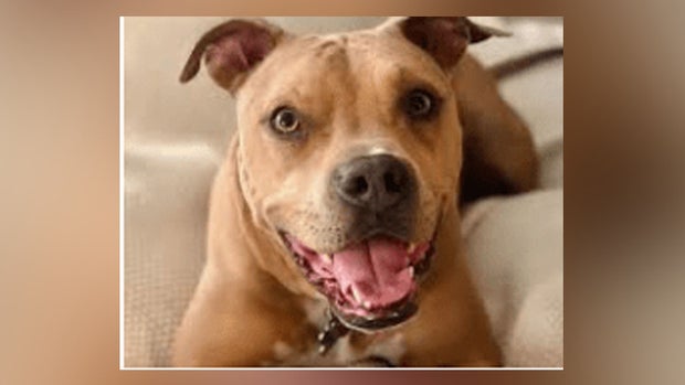 Pit bull-type dog shot and killed 