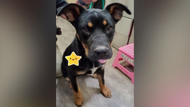 Dog shot and survived 