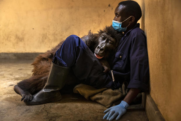 Virunga Announces Death Of Ndakasi, Orphaned Mountain Gorilla 