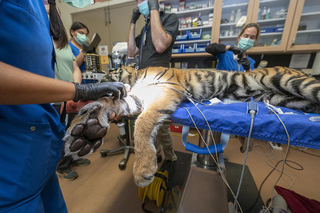 Zoo Miami welcomes baby Sumatran tiger