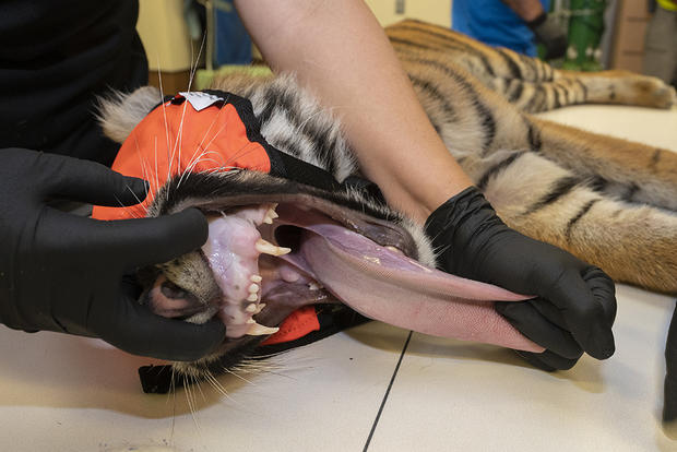 N'dari Sumatran Tiger Cub Medical Exam Zoo Miami 
