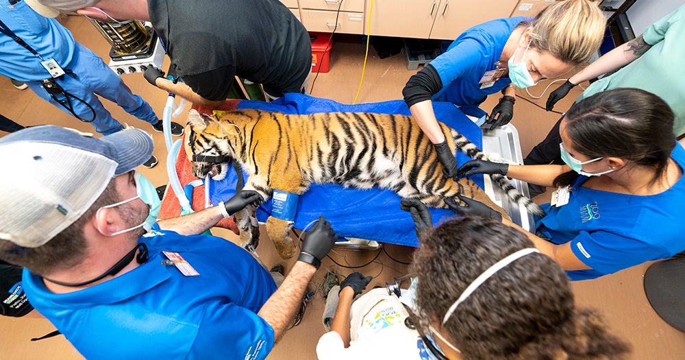 Sumatran Tiger Cub N'dari Undergoes Medical Exam At Zoo Miami CBS Miami(02)