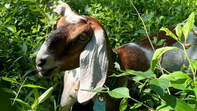 goat-frick-park.jpg 