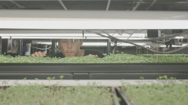 vo-boston-microgreens_frame_461-1.jpg 