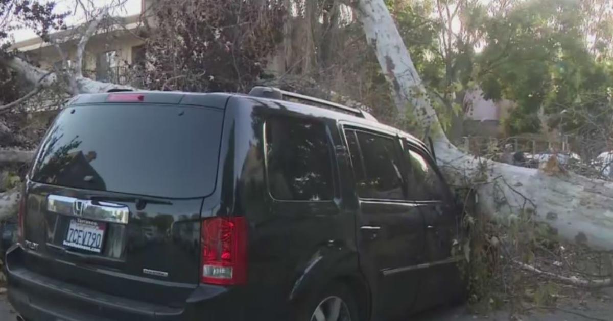 Powerful, Blustery Winds Down Trees, Wreak Havoc Across Southland - CBS ...