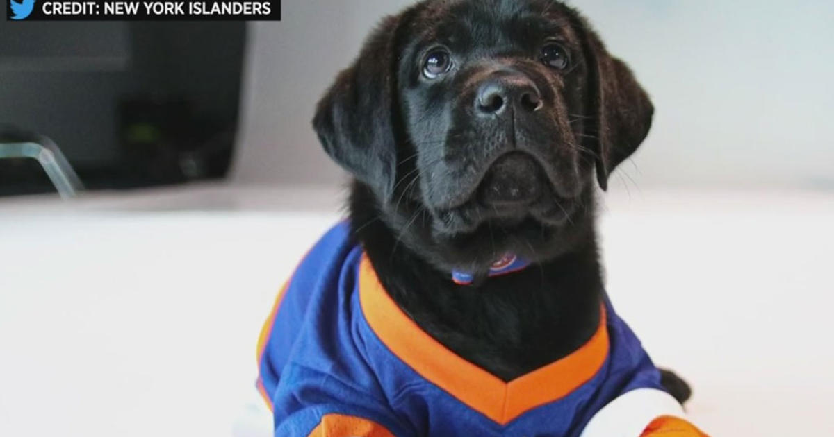  Pets First NHL New York Islanders Leash for Dogs