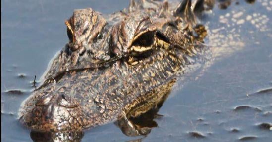 Alabama city warns residents as alligators "set up shop" in populated