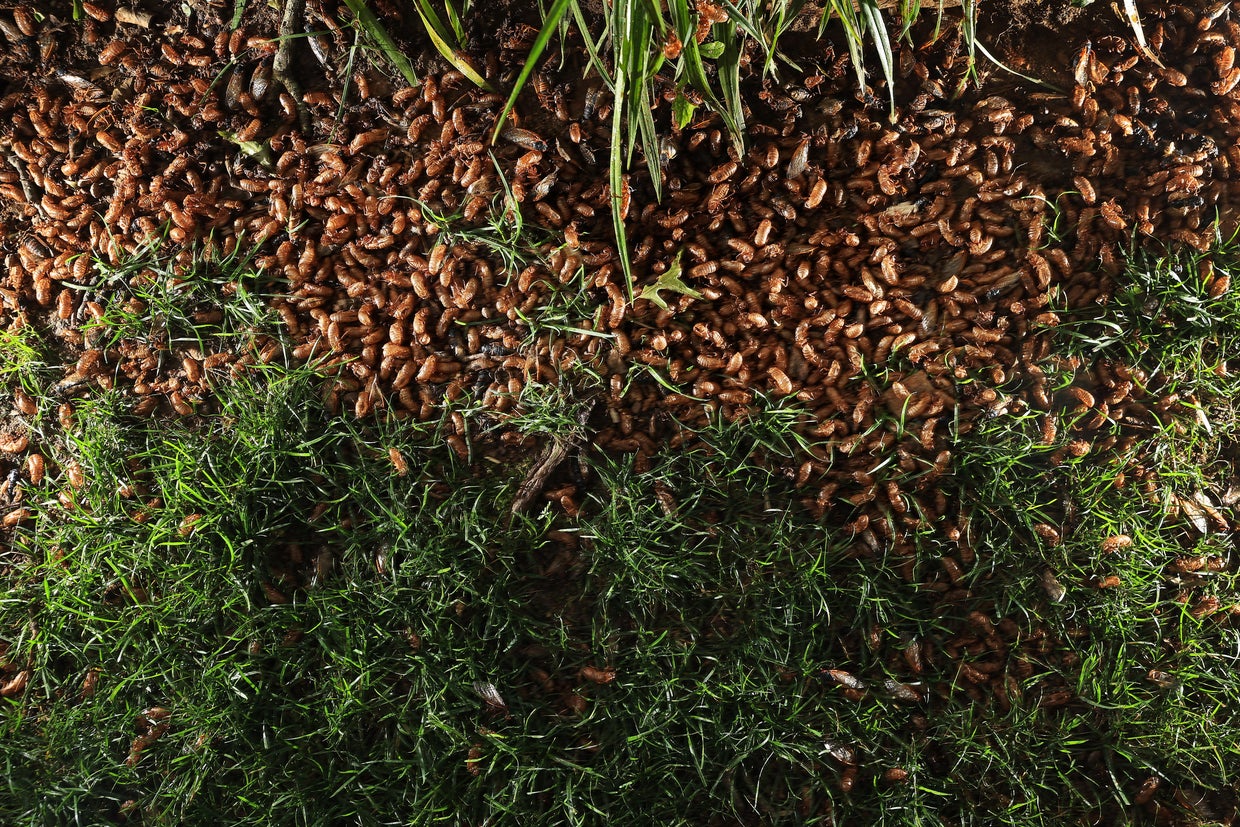 Brood X Cicadas Emerge After 17 Years Underground 