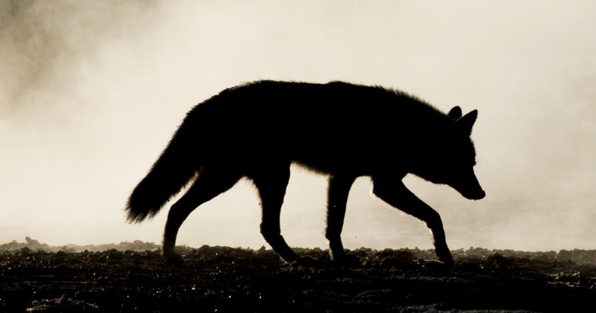 Is there an increase in coyote sightings? A game warden explains