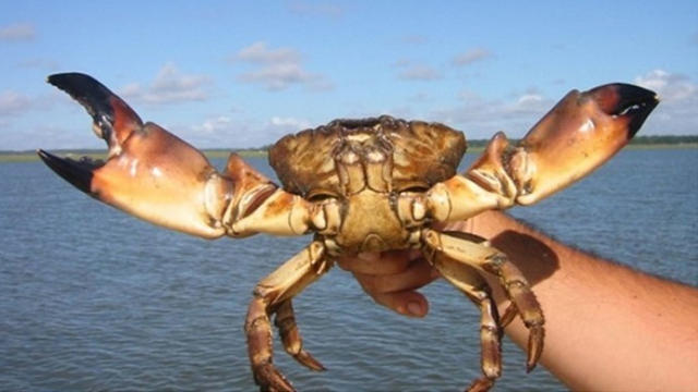 Stone-Crab.jpg 