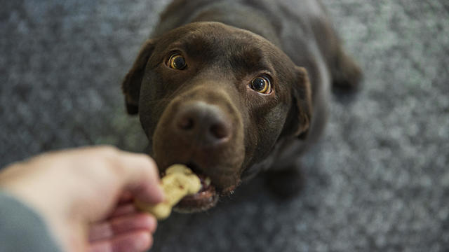 Cute chocolate labrador dog taking a biscuit from its owner 