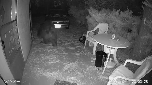 CPW DOUGCO BEAR VO.transfer_frame_760 