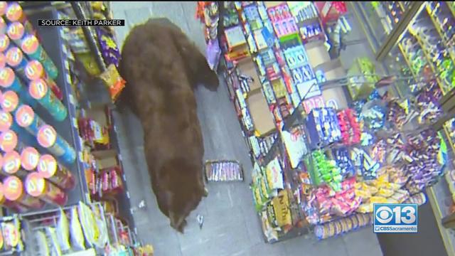 safeway-bear.jpg 