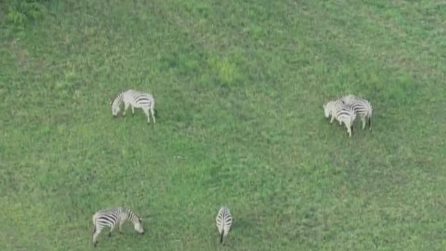 pg-county-zebras.jpg 