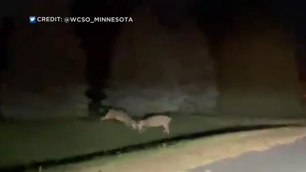 Deer caught on camera fighting 