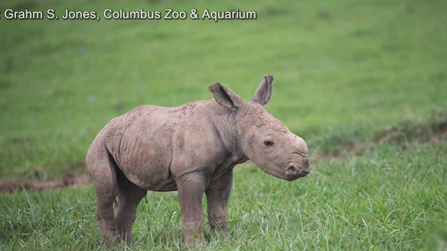 the-wilds-white-rhino.jpg 