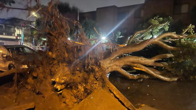 sf-tree-toppled-kpix-5.jpg 