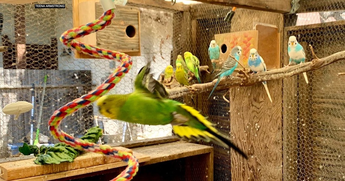 aviary for parakeets