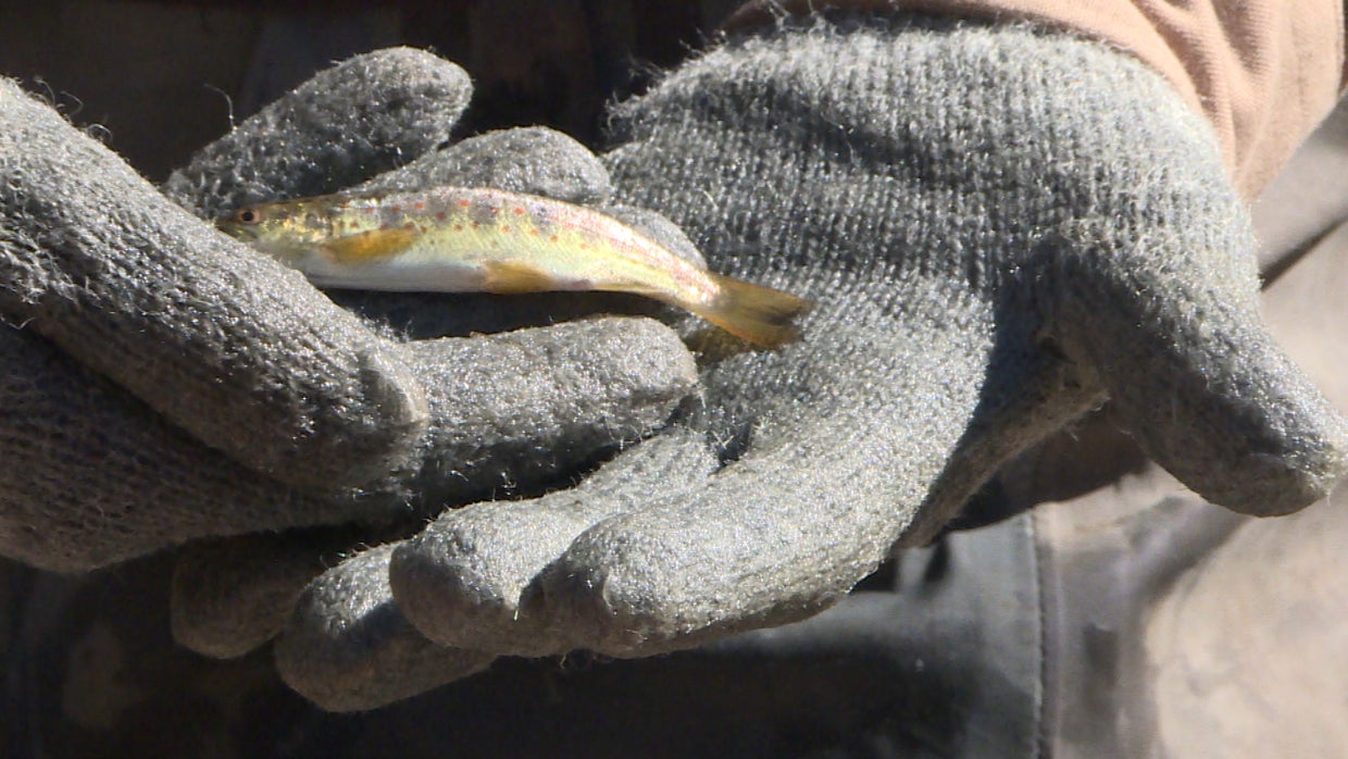 Fish Count In Poudre River 1 Year After Destructive Cameron Peak Fire