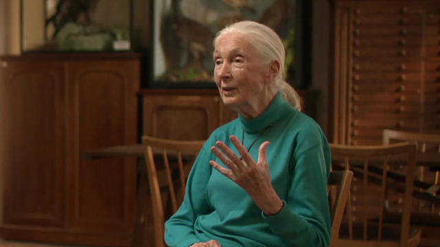 janegoodall1920-821878-640x360.jpg 