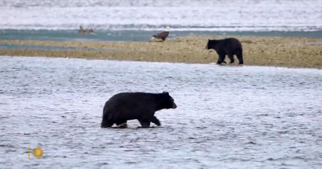 Nature: Tongass National Forest - CBS News