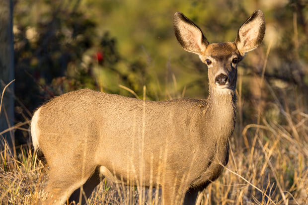 Portrait Of Deer Standing On Field 