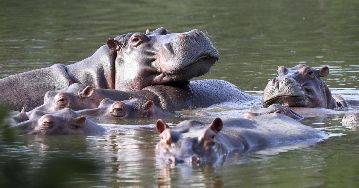 Colombia wants to deport "cocaine hippos" to stop them from multiplying