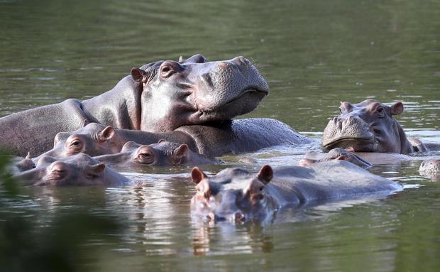 Pablo Escobar's Hippos-Ruling 