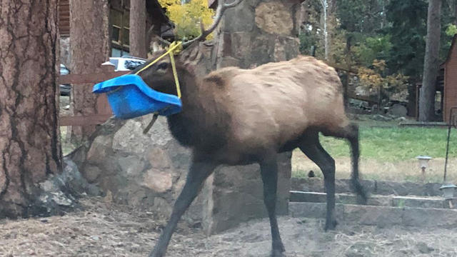 elk-rescued-from-swing-2@CPW_NE-copy.jpg 