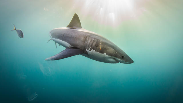 Great White Sharks: The Graceful Giant Behind Hollywood's Bloodthirsty Predator 