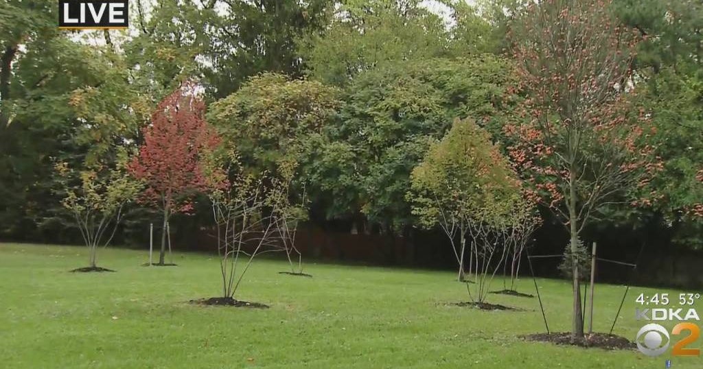 Tree Pittsburgh Giving Away Nearly 2,000 Trees This Spring CBS Pittsburgh