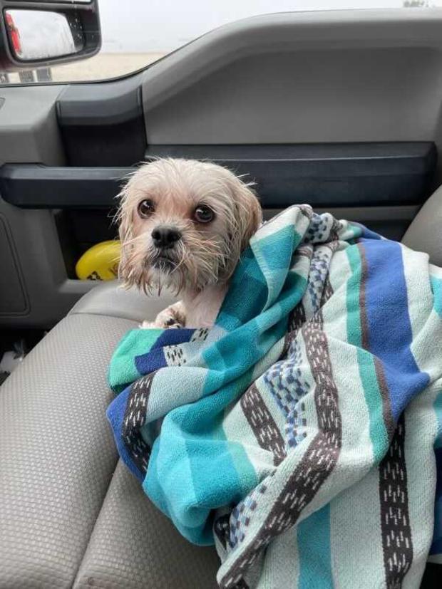 siren dog rescued Long Beach 