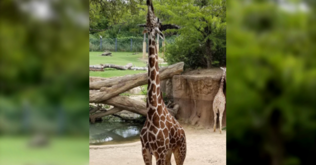 Dallas Zoo Giraffe 'Jesse' Passes Away, Marking Zoo's 3rd Giraffe Death