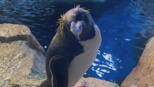 Casper Penguin Pittsburgh Zoo 