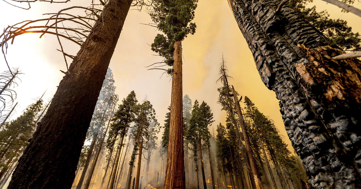 Lightning Caused Windy Fire Burned Hundreds Of Giant Sequoias Cbs San Francisco 