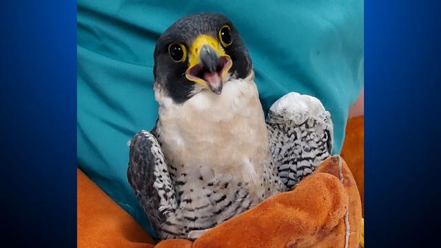 grinell_uc_berkeley_falcon_110421.jpg 