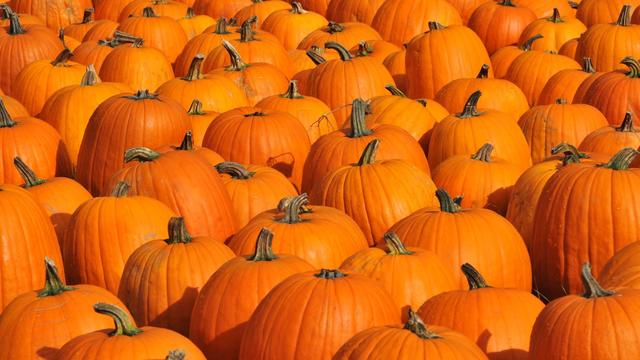 Pumpkins.jpg 