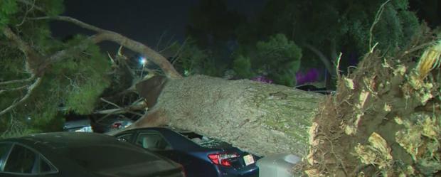 One Hurt After 40-Foot Tree Falls In Greek Theatre Parking Lot During Concert 