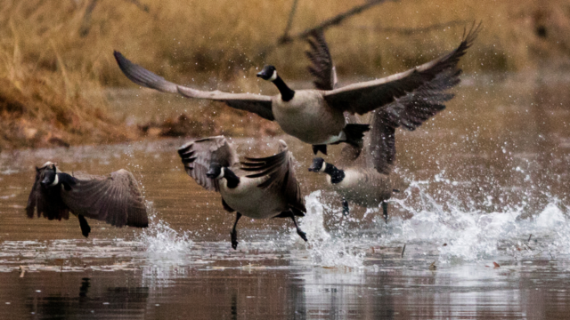 canada-geese-1.png 