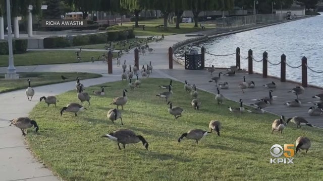 goose-population.jpg 