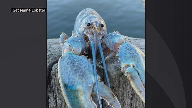 The Rare Cotton Candy Lobster – Get Maine Lobster