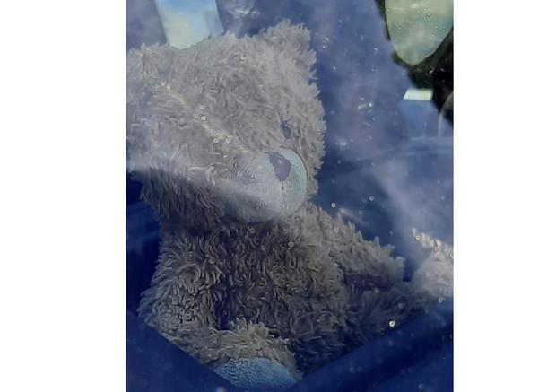 teddy-bear-on-dashboard-of-glacier-national-park-ranger-before-it-was-returned-to-naomi-pascal.jpg 