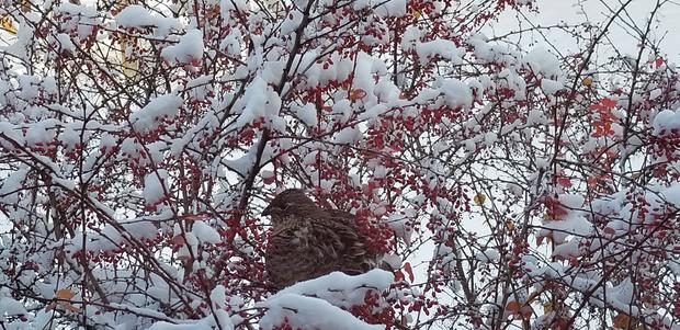 Bird in the snow in Brook Park 