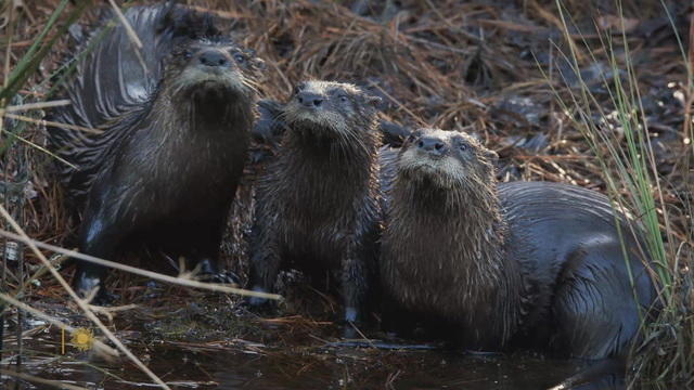 otters-2-1920-836032-640x360.jpg 