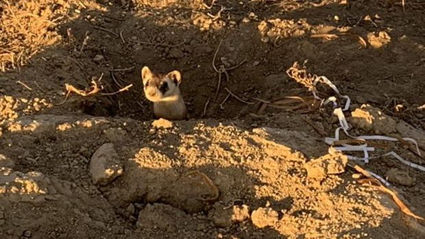 Black-Footed Ferrets Released In Colorado 