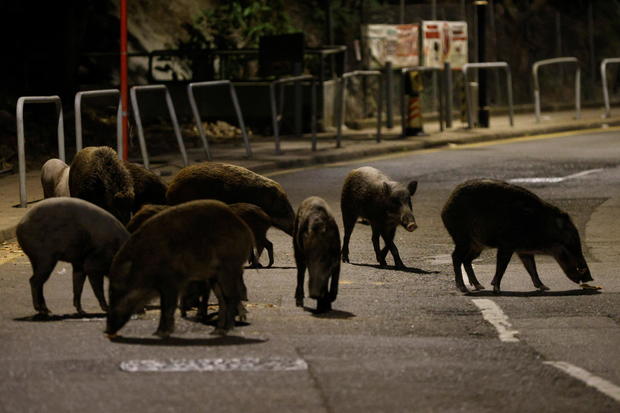 Wild boars eat food baits, after the government announced they would catch and cull all wild boars found in the urban areas, in Hong Kong 