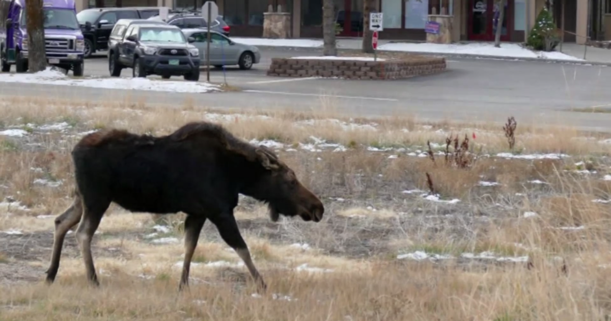 Moose Wanders The Streets Of Steamboat Springs - CBS Colorado