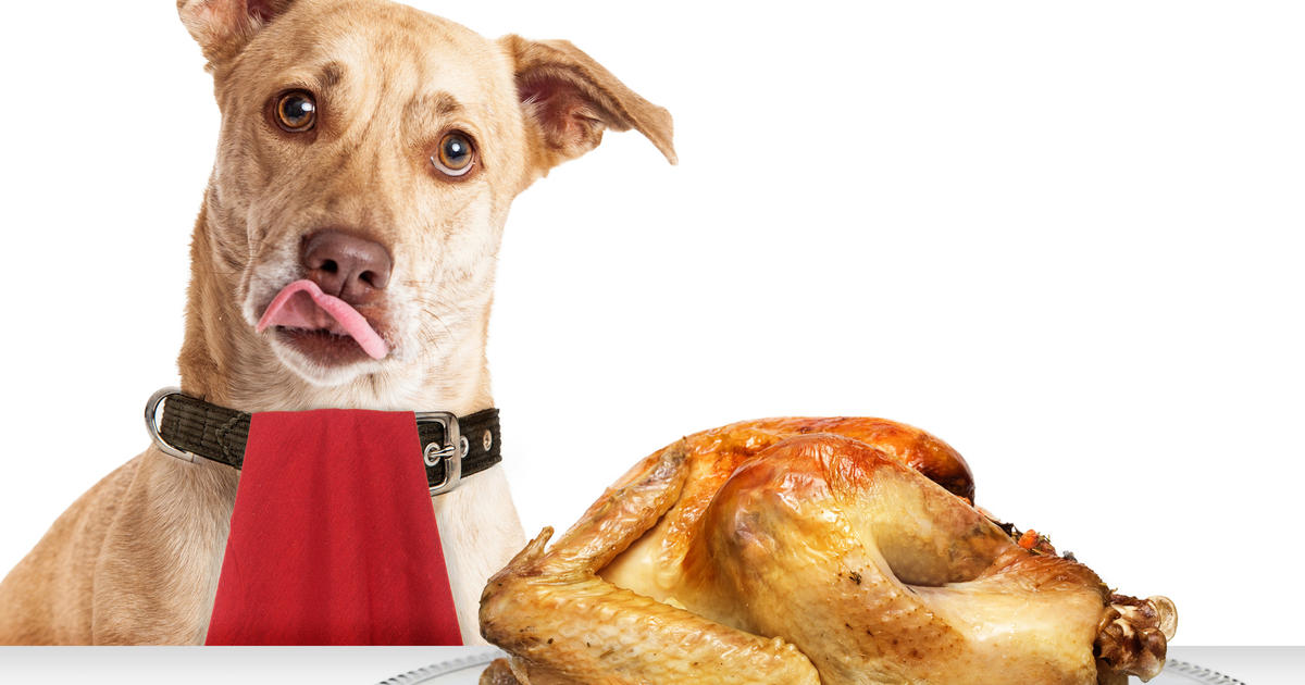 Meals Your Pets Can Properly Love This Thanksgiving, What To Steer clear of