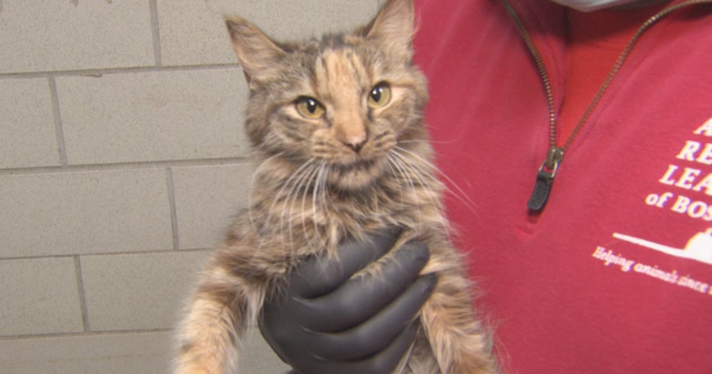 67 Cats Rescued From South Shore Home By Animal Rescue League Of Boston ...